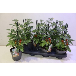 arr8 Tomatenplanten