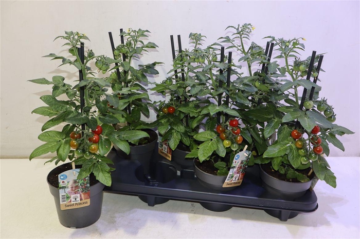 <h4>arr8 Tomatenplanten</h4>