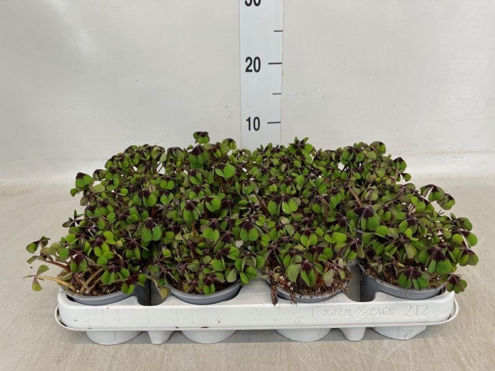 <h4>Oxalis deppei</h4>