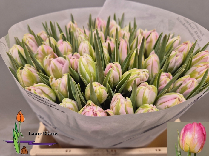 <h4>TU DU DOTCOM</h4>