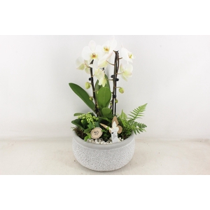 arr2 PL - Ker. barok grijs phal cascade wit