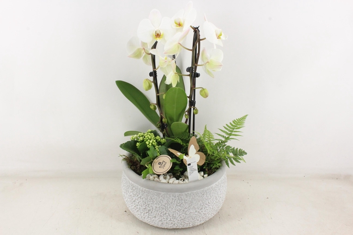 <h4>arr2 PL - Ker. barok grijs phal cascade wit</h4>