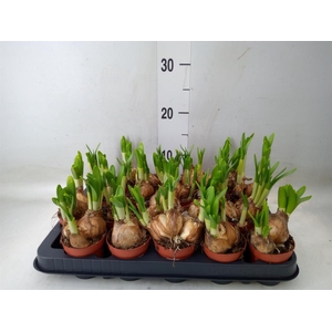 Narcissus  'Tete a tete'