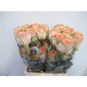 R Gr Country Home Ll