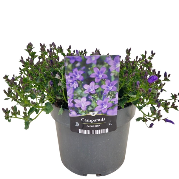 <h4>Campanula portenschlagiana 'Catharina'</h4>