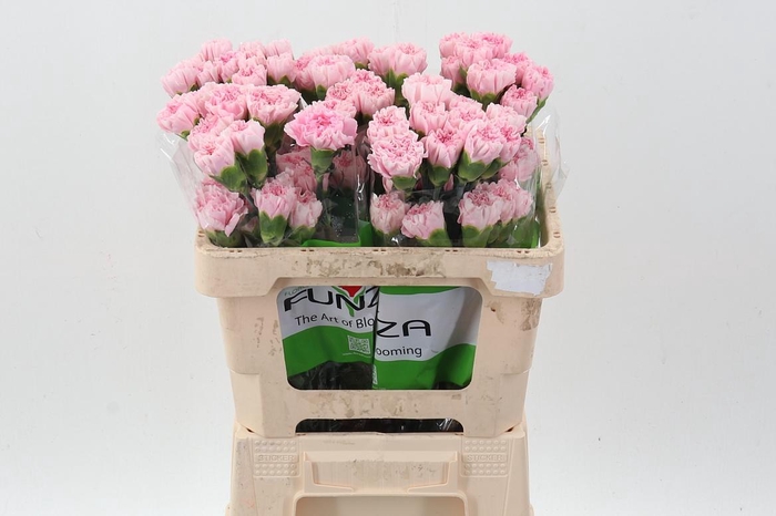 <h4>Di St Essiana 50cm</h4>