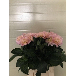 Dahlia diana's memory