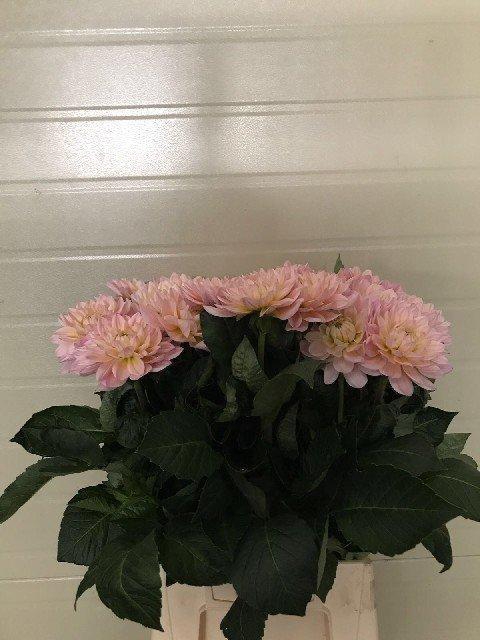 <h4>Dahlia diana's memory</h4>