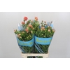 Ranunculus Butterfly Eris