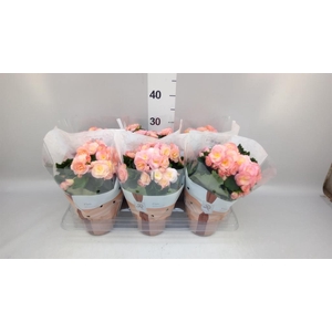 Begonia elat. DU 'Hailey Sunset'