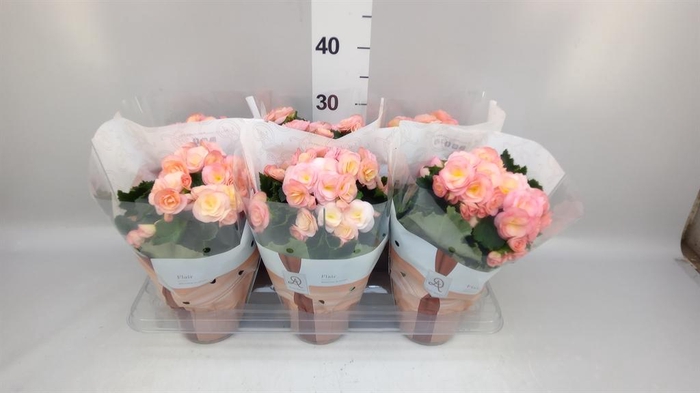 <h4>Begonia elat. DU 'Hailey Sunset'</h4>