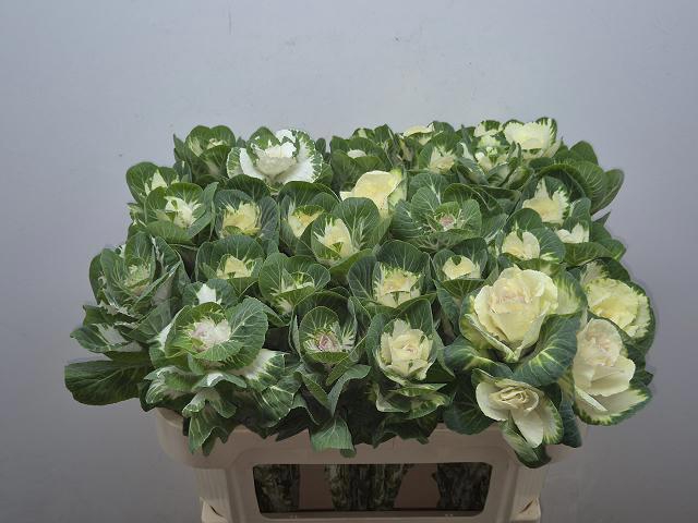 <h4>BRASS WHITE CRANE</h4>