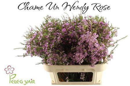 <h4>Chamelaucium Wendy Rose</h4>