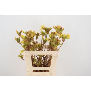 RHODO. YELLOW 050CM