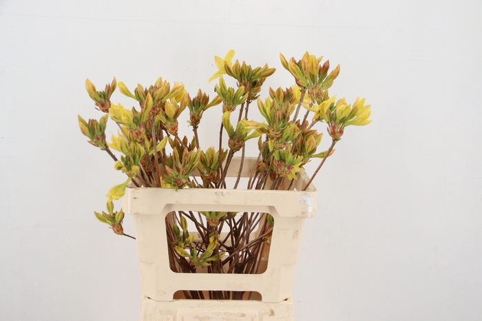 <h4>RHODO. YELLOW 050CM</h4>