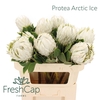Protea Arctic Ice