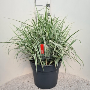 Arundo Don. 'Versicolor' Elly P40