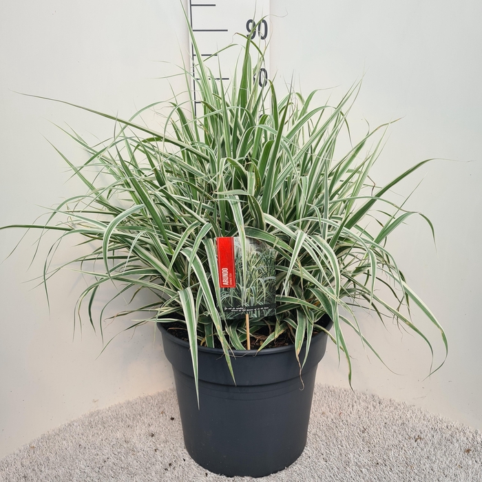 <h4>Arundo Don. 'Versicolor' Elly P40</h4>