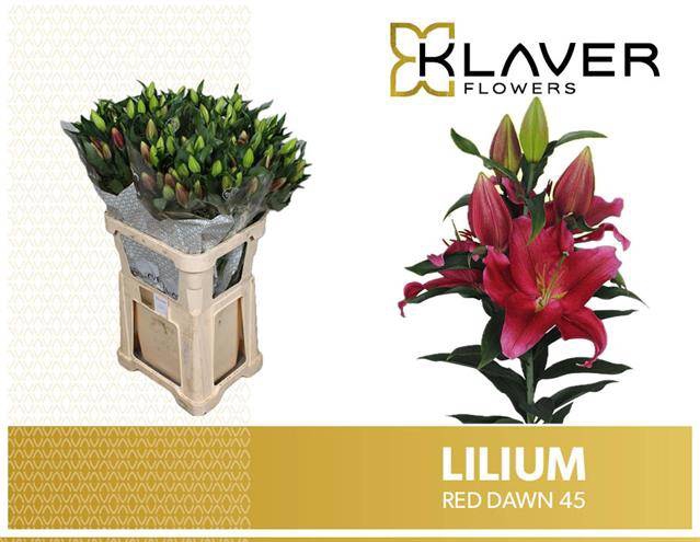 <h4>LI OR RED DAWN 45+</h4>