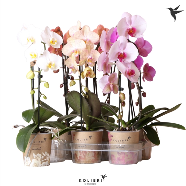 <h4>Kolibri Orchids Cascade Niagara fall div 1spike</h4>