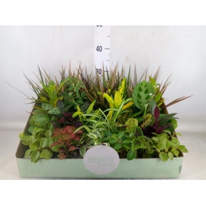 Planten  ..mix