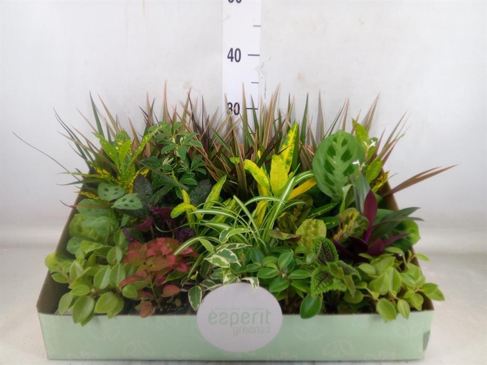 <h4>Planten  ..mix</h4>