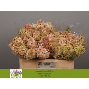 Syr Hy Maidens Blush