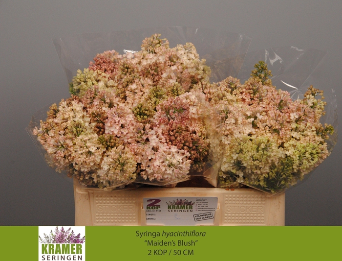 <h4>Syr Hy Maidens Blush</h4>