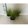 Overig 12 cm Carex brunnea Lady Sunshine