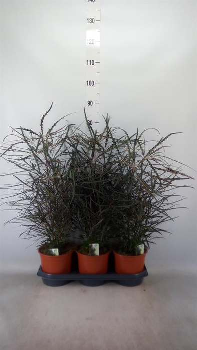 <h4>Dizygotheca eleg.</h4>