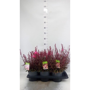 Gaura lindheimeri   ...