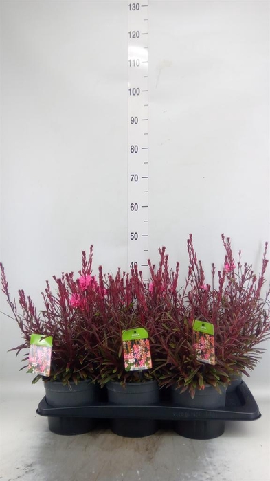 <h4>Gaura lindheimeri   ...</h4>