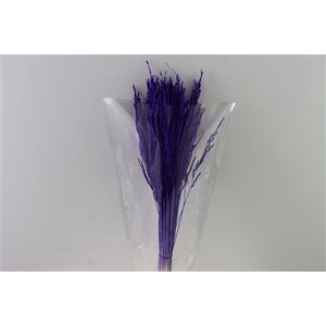 Dried Rice Grass Purple Bunch Slv