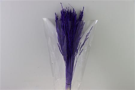 Dried Rice Grass Purple Bunch Slv