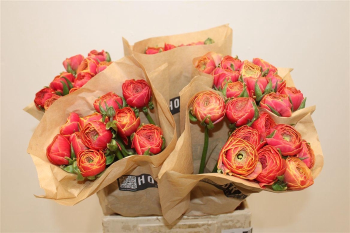 <h4>Ran Cloni Ex Ring</h4>