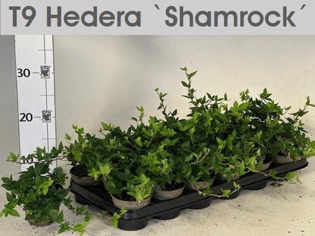 <h4>HED HE SHAMROCK</h4>