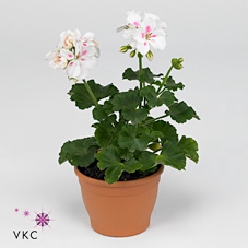 PEL ZON SA WHITE SPL