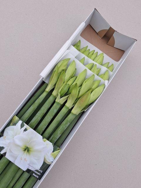 <h4>Hipp Ga Albarino</h4>