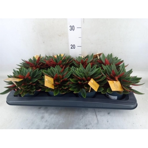 Peperomia caperata 'Rosso'