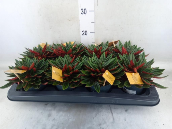 <h4>Peperomia caperata 'Rosso'</h4>