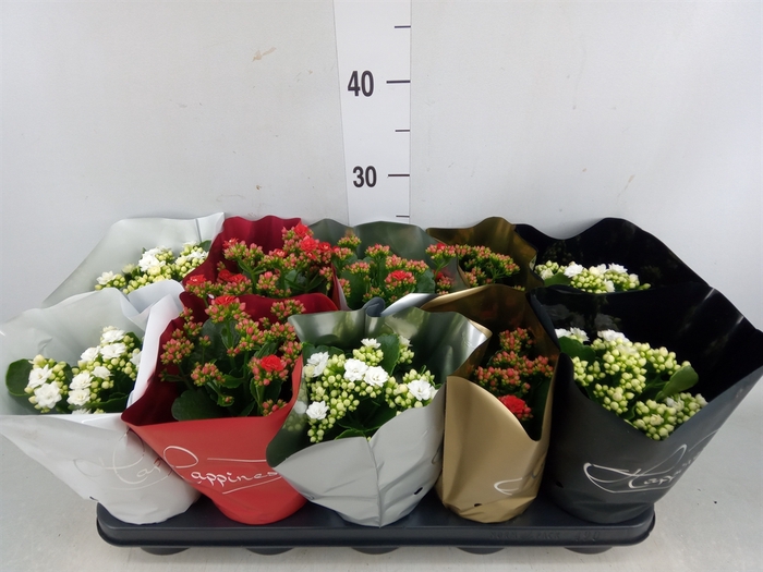 <h4>Kalanchoe blos.   ..rosebud mix  2</h4>