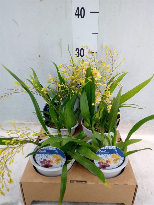 <h4>Oncidium   ...</h4>