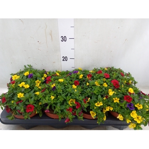 Calibrachoa  'Cabaret MM Tropican'