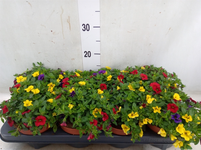 <h4>Calibrachoa  'Cabaret MM Tropican'</h4>