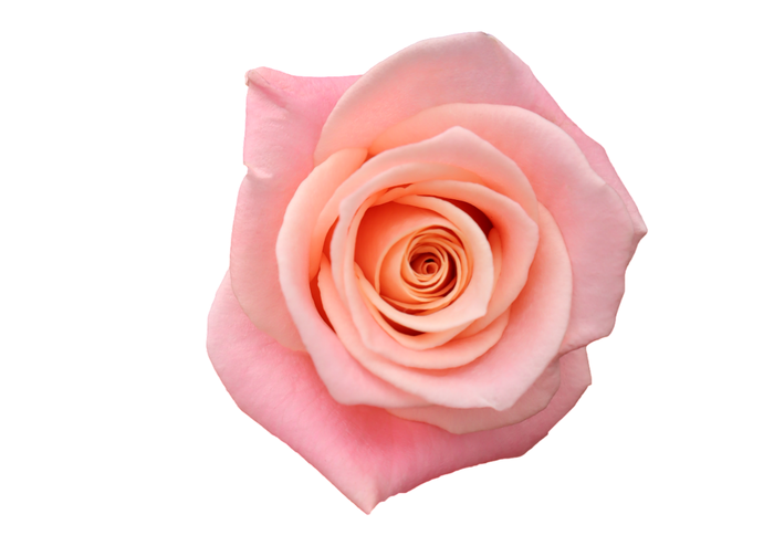 R Gr Miss Piggy Bicolor 50cm EC