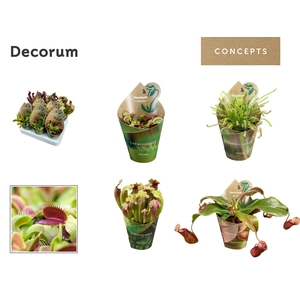 Vleesetende planten mix 8,5 cm in potcover (Decorum)