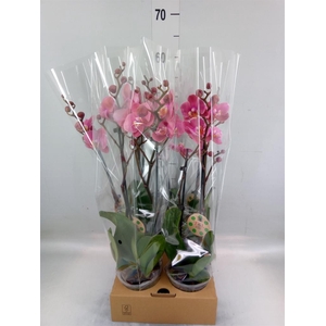 Phalaenopsis   ...