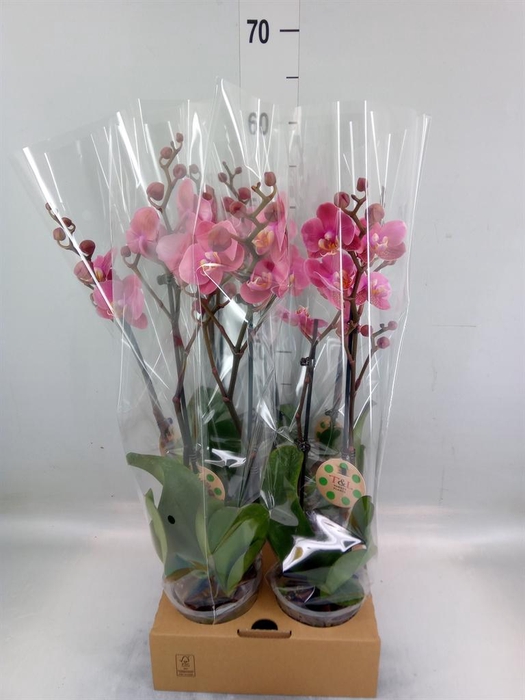 <h4>Phalaenopsis   ...</h4>