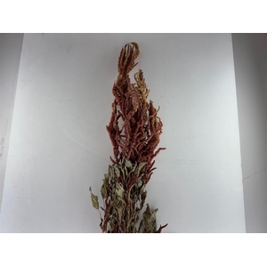 Dried Amaranthus Caud. Red Bunch