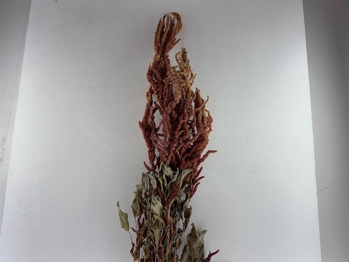 Dried Amaranthus Caud. Red Bunch